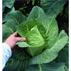 1454-zeli-nejrannejsi-spicate-letni.webp