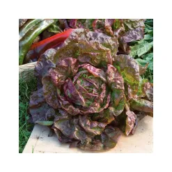 33278-1-lettuce-marvel-of-four-seasons-1.webp