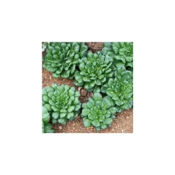 600-tatsoi-rosetten-pak-choi-1.webp