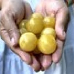 Bile-cherry-rajce.jpeg