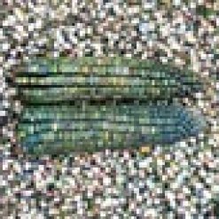 Oaxacan-Green-Corn.jpeg