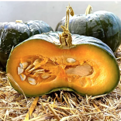 Zucca-Avocado-Zapallito-de-Tronco.png