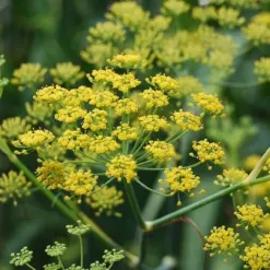 fenykl-koreninovy-foeniculum-vulgare-semena-fenyklu-100-ks.webp