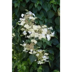 hydrangea-anomala-petiolaris.webp