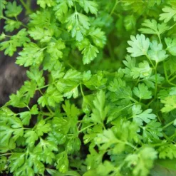kerblik-sety-massa-anthriscus-cerefolium-semena-kerbliku-08-g.webp