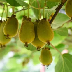kiwi-mrazuvzdorne.webp