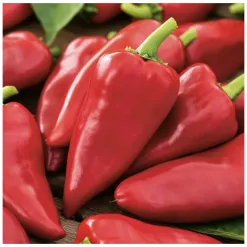 paprika-sakura.webp