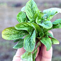polnicek-large-leaved.jpeg