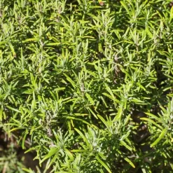rozmaryn-lekarsky-rosita-rosmarinus-officinalis-semena-rozmarynu-50-ks.webp